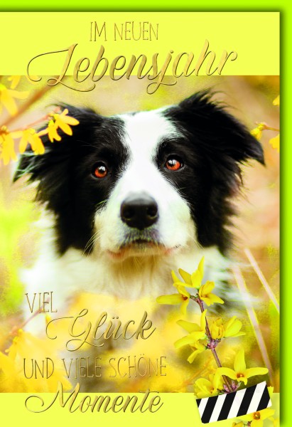 Geburtstag - Hund