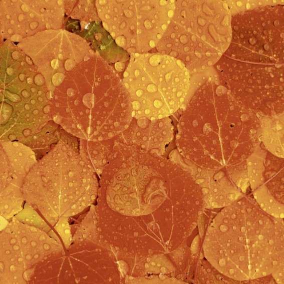 Serviette - Herbst