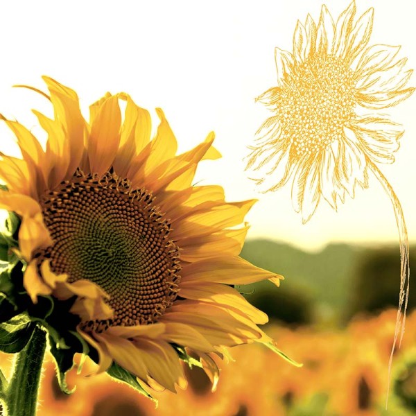 Serviette - Sonnenblume