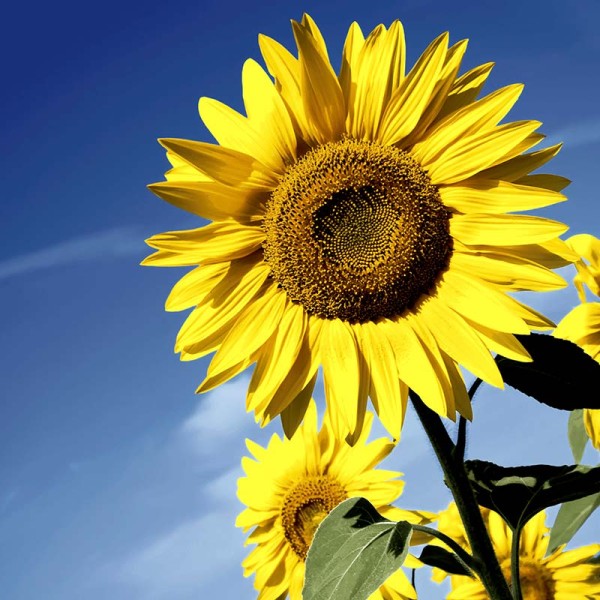 Serviette - Sonnenblume