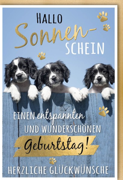Geburtstag - Hund