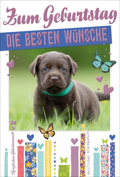 Geburtstag - Hund